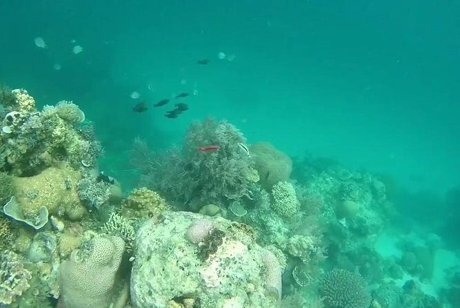 Snorkeling At Misali Island - Authentic Insights from Past Travelers