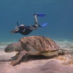 Snorkeling Boat Trip with Dugongs and Turtles in Marsa Alam - Potential Drawbacks and Considerations