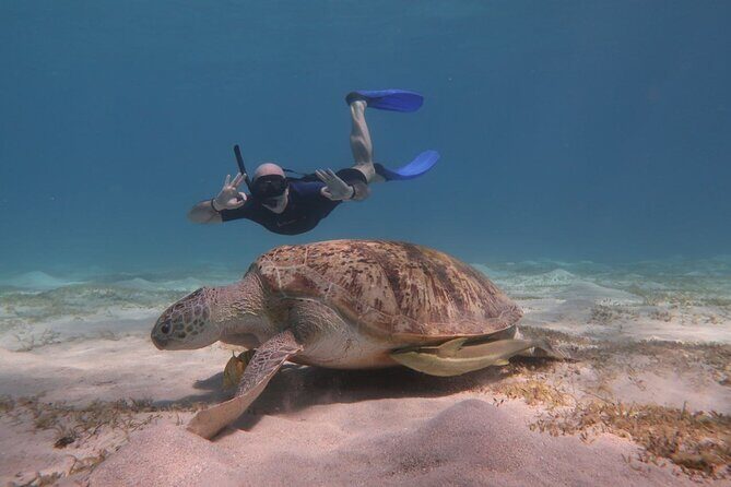 Snorkeling Boat Trip with Dugongs and Turtles in Marsa Alam - Potential Drawbacks and Considerations