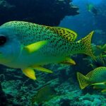 Snorkeling Experience at Ad Daymaniyat Islands in Muscat - The Value of This Experience