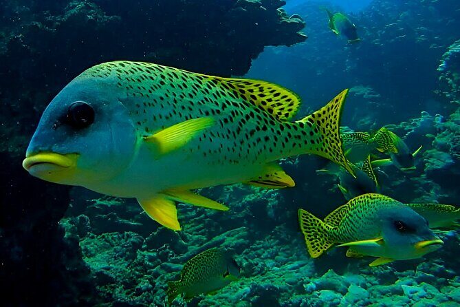 Snorkeling Experience at Ad Daymaniyat Islands in Muscat - The Value of This Experience