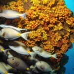 Snorkeling Experience in Santa Maria Bay by boat - Why This Tour Offers Great Value