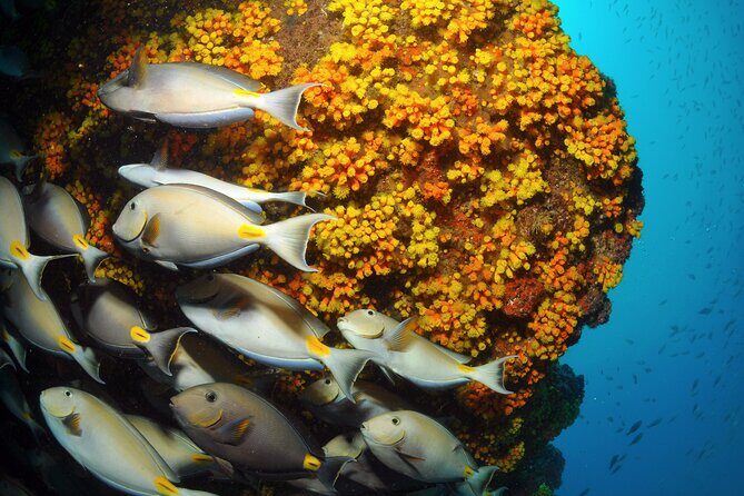 Snorkeling Experience in Santa Maria Bay by boat - Why This Tour Offers Great Value