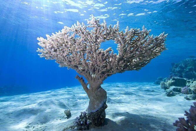 Snorkeling: Ras Mohamed & White Island With Lunch And Drinks - Why This Tour Offers Great Value
