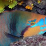 Snorkeling Tour - Key Points