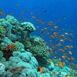 Snorkeling Trip at Hamata Islands From Marsa Alam - Full Day of Snorkeling: Berenice Troglodytica and Beyond