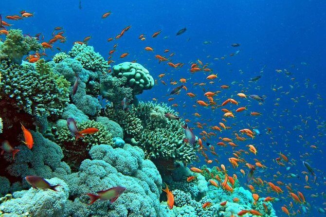 Snorkeling Trip at Hamata Islands From Marsa Alam - Full Day of Snorkeling: Berenice Troglodytica and Beyond