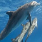 Snorkeling Trip At Satayh Dolphin Reef - Why This Tour Stands Out