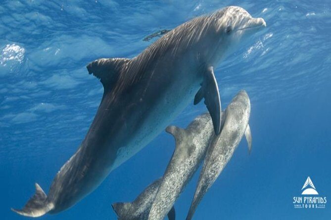 Snorkeling Trip At Satayh Dolphin Reef - Why This Tour Stands Out