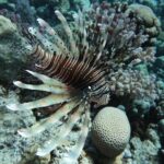 Snorkeling trip in Red Sea - Who Is This Tour Best For?