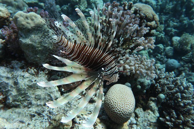 Snorkeling trip in Red Sea - Who Is This Tour Best For?