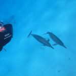 Snorkeling with Dolphins & Lunch In Sataya Reefs From Marsa Alam - Who Will Love This Tour?