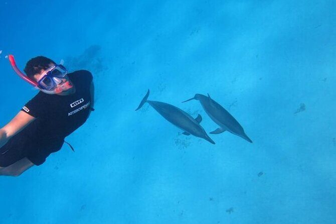 Snorkeling with Dolphins & Lunch In Sataya Reefs From Marsa Alam - Who Will Love This Tour?