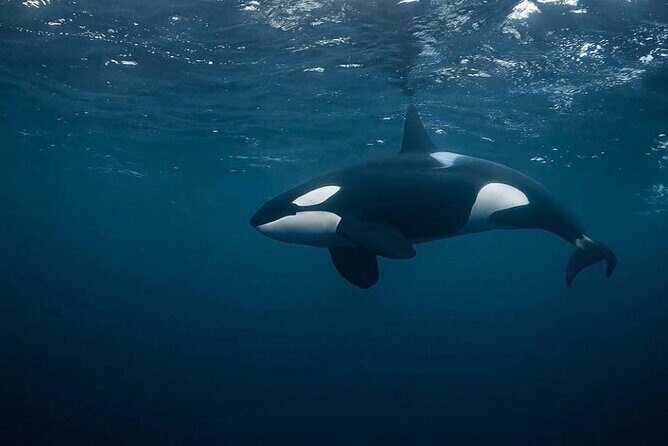 Snorkeling with Orcas In Norway, 4 days All-Inclusive expedition - The Experience of a Lifetime: Food, Comfort, and Service