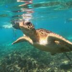 Snorkelling tours to Daymaniyat island - Final Thoughts
