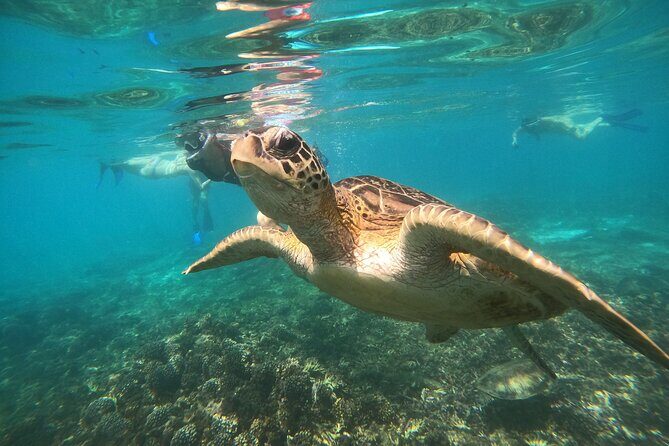 Snorkelling tours to Daymaniyat island - Final Thoughts