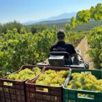 Soap, Wine, Raki, Olive Oil, Meet the local Producers Tour - Practical Details and What to Expect