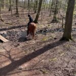 Söderåsens Nationalpark: 2,5h horse back ride - The Cost and Value