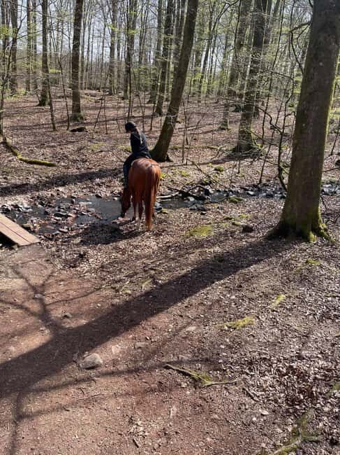 Söderåsens Nationalpark: 2,5h horse back ride - The Cost and Value