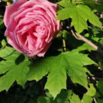 Sofia  Kazanluk Rose Valley & Oil Distillery Tour - What Makes This Tour Stand Out