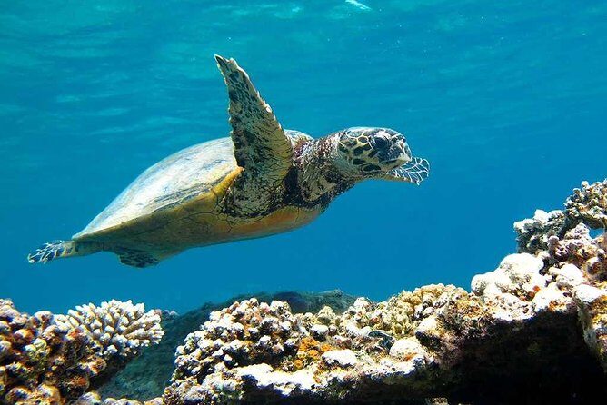 Sorkeling Trip to the White Island & Ras Mohammed - Authentic Insights from Real Travelers