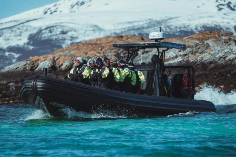 Sortland: Fjord and Sea Eagle Safari by RIB Boat - Who Will Love This Tour?