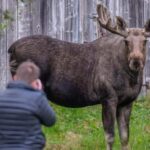 Sortland: Guided Arctic Moose Safari by Car - Who Is This Tour Best For?