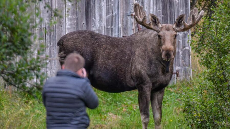 Sortland: Guided Arctic Moose Safari by Car - Who Is This Tour Best For?