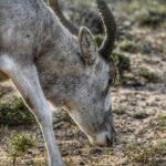 Souss Massa National Park Excursion  Wildlife & Safari Tour - Who Is This Tour Best For?