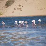 Souss Massa National Park Half Day Trip from Agadir - Final Thoughts: Who Is This Tour For?