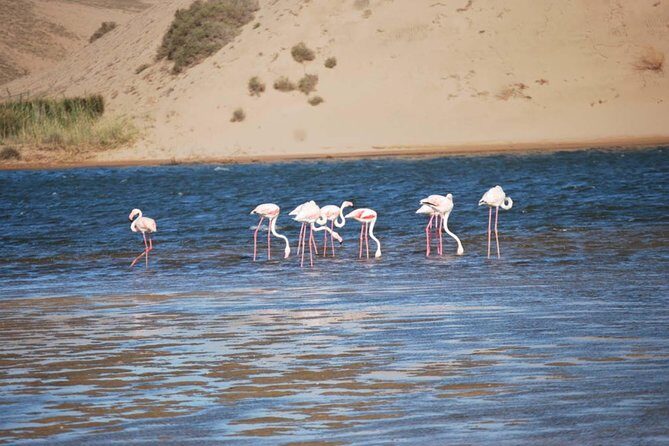 Souss Massa National Park Half Day Trip from Agadir - Final Thoughts: Who Is This Tour For?
