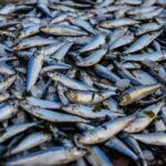 South Gambia Tour - Fishing village and Paradise Beach - Key Points