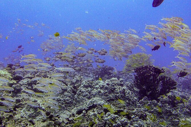South Maui Shore Dive - Additional Dive Options
