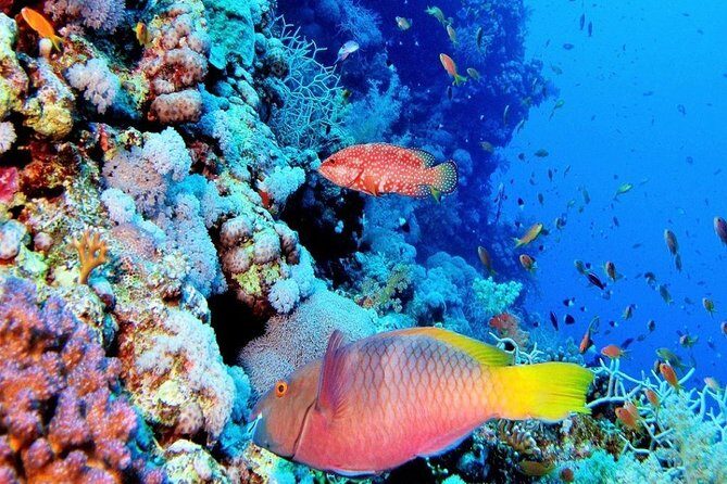 Special Snorkeling Day Trip to the Red Sea in Safaga from Luxor - Detailed Breakdown of the Itinerary