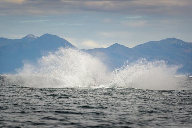 Speedboat Whale Watching Small-Group Tour in Reykjavik - The Value of This Experience