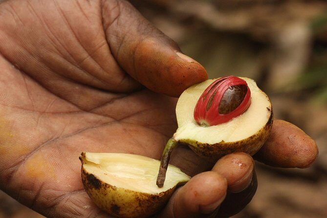 Spice Farm Tour -Half Day - Practical Details: What You Can Expect