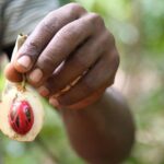Spice Tour of Zanzibar - An In-Depth Look at the Zanzibar Spice Tour