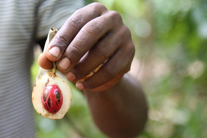Spice Tour of Zanzibar - An In-Depth Look at the Zanzibar Spice Tour