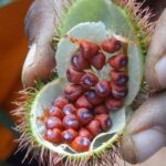 Spice Tour, Stone Town and Prison Island - Breaking Down the Itinerary