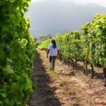 Splendour in the Winelands - Private Tour - The Sum Up