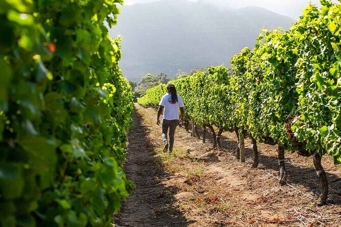 Splendour in the Winelands - Private Tour - The Sum Up