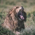 Spotting Africa Big Five (5) animals. - What Makes This Tour Stand Out?