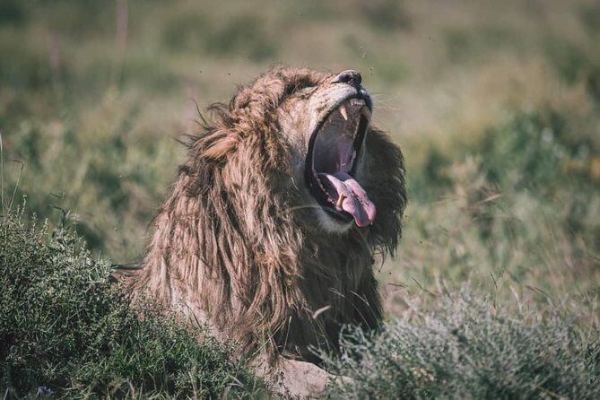Spotting Africa Big Five (5) animals. - What Makes This Tour Stand Out?