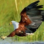 St Lucia Estuary Safari & Emdoneni Wild Cat Project Day Tour from Durban - Value for Money and Overall Experience
