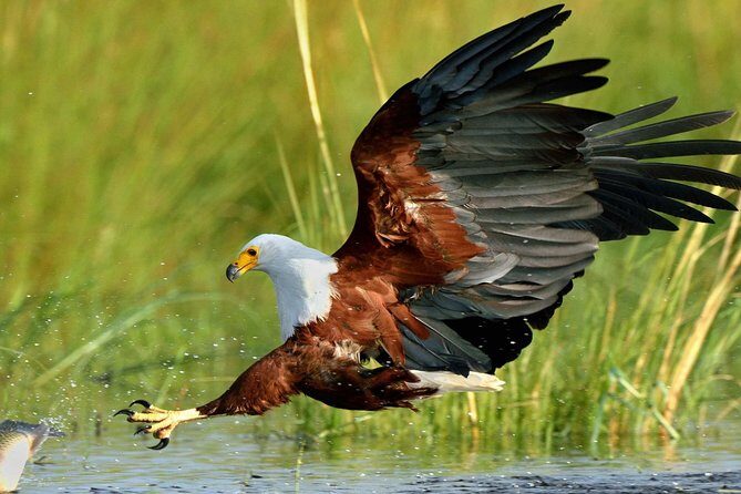St Lucia Estuary Safari & Emdoneni Wild Cat Project Day Tour from Durban - Value for Money and Overall Experience