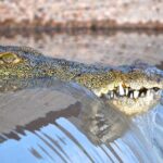 St Lucia Isimangaliso Boat Safari Day Tour from Durban - The Practicalities: Transportation, Duration, and Cost