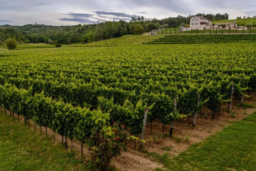 Stancija Collis: A Private Winery adventure in Rovinj - Why Choose This Tour?