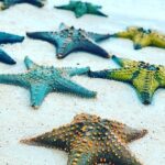 Starfish Adventure; Blue Lagoon Snorkeling; The Rock; Paje Beach; Jozani Forest - A Closer Look at the Itinerary