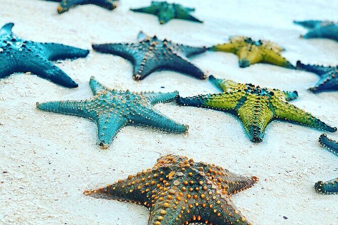 Starfish Adventure; Blue Lagoon Snorkeling; The Rock; Paje Beach; Jozani Forest - A Closer Look at the Itinerary