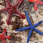 Starfish Adventure; Blue Lagoon; The Rock; Kuza Cave, Salaam Cave - Midday: Scenic Dining at The Rock Restaurant